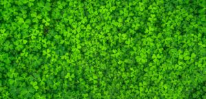 leaf, clover, green-1482948.jpg